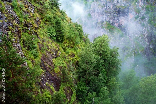 Bosque montano de los C  rpatos en el valle del r  o Arges.   rboles entre la bruma y los precipicios del valle en un lluvioso d  a de verano.