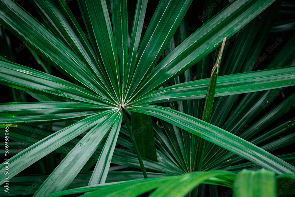 Natural background of green palm leaves Natural background of green palm leaves