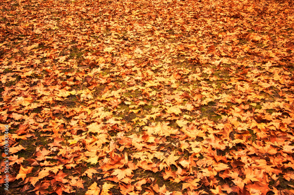 Fallen autumn leaves on the ground. Beautiful autumn colors. Fallen autumn leaves on the ground. Beautiful autumn colors.
