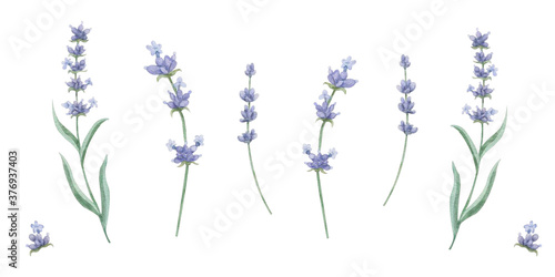 Watercolor set of hand drawn illustration of sprigs of lavenders on white background. Flowers for wedding cards, invitations. Provence theme.