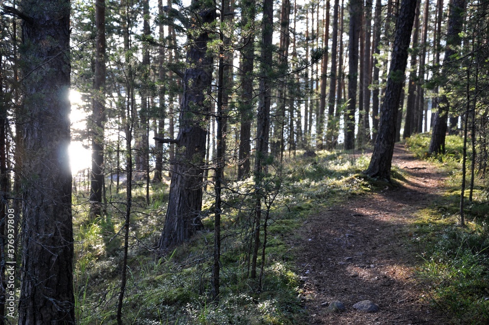 Naklejka premium Path on the hill in pine forest with mirros of the sun in a water of the lake