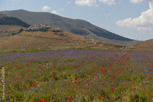 The plateau of Castelluccio in UMBRIA  Italy