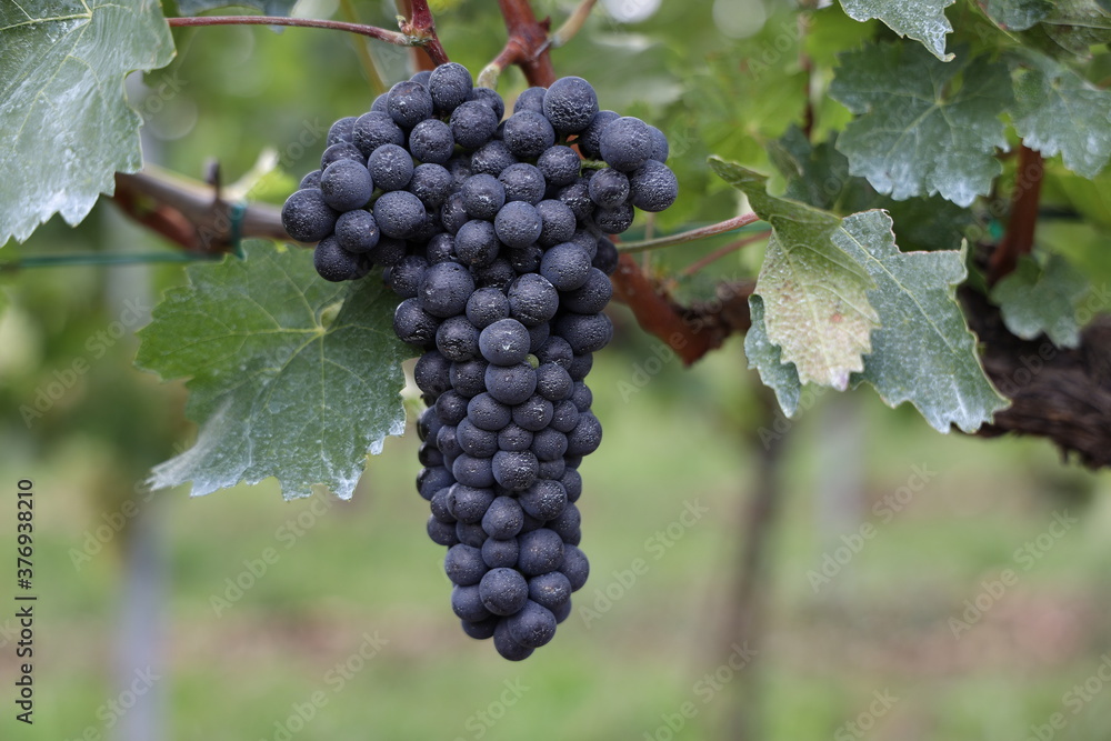 Blaue Weintrauben auf einem neuen Weinberg in Süden von Wien