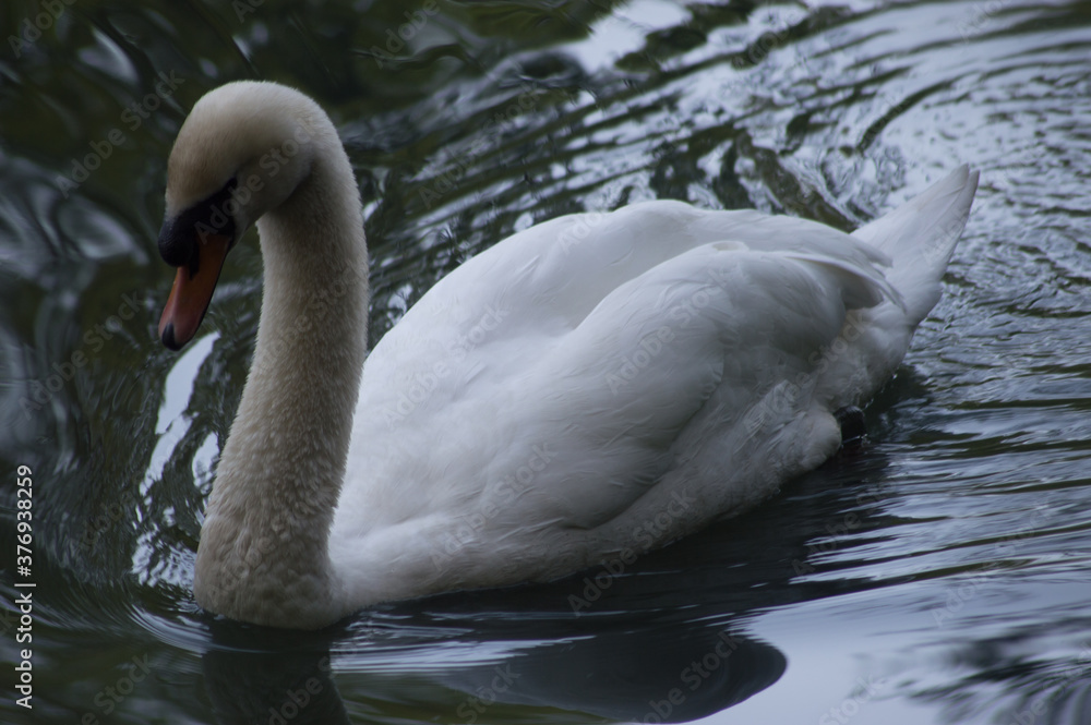 Obraz premium Yorkshire swan on a river.