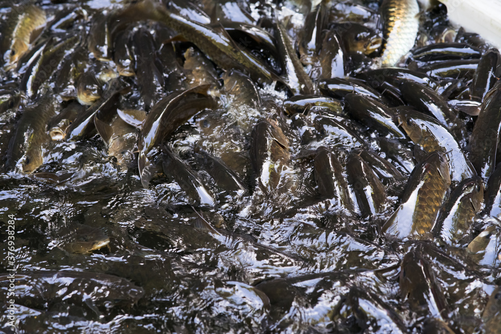 Kelah Fish at Kenyir Lake Kelah Sanctuary near Hulu Terengganu, Malaysia. Kelah Fish at Kenyir Lake Kelah Sanctuary near Hulu Terengganu, Malaysia.