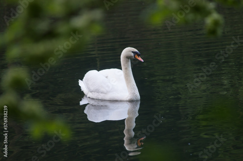Yorkshire swan on a river.