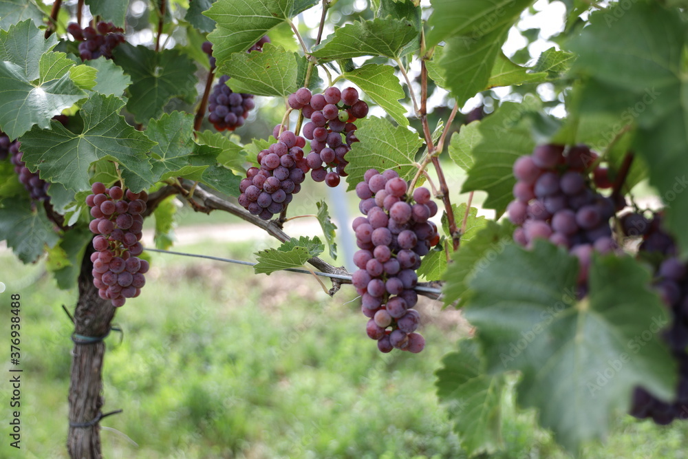 Blaue Weintrauben auf einem neuen Weinberg in Süden von Wien