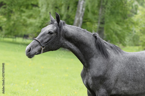 Portrait of a beautiful dark gray horse on natural green summer background, head closeup © Svetlana