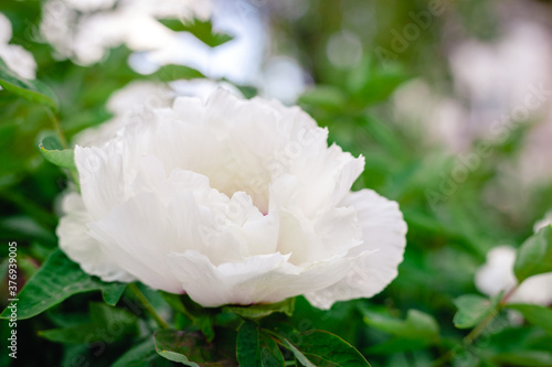 Beautiful Blooming white peony flower on bush in garden in spring. A beautiful tree peony during flowering. Gardening flowers blooming Paeonia suffruticosa