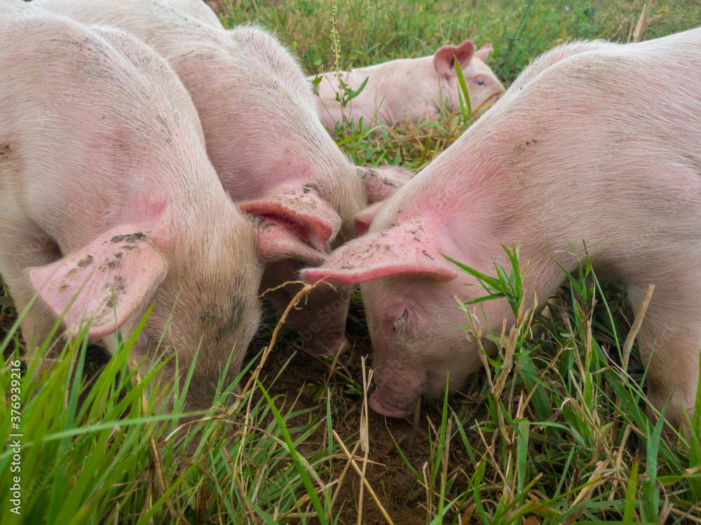 Newborn piglets in the meadow. Organic piggies on the organic rural farm. Squeakers graze grass and plow the ground. Pigs in the pasture. Newborn piglets in the meadow. Organic piggies on the organic rural farm. Squeakers graze grass and plow the ground. Pigs in the pasture.