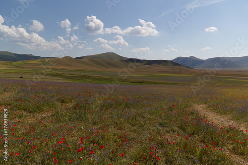 Obraz na plátně The plateau of Castelluccio in UMBRIA, Italy