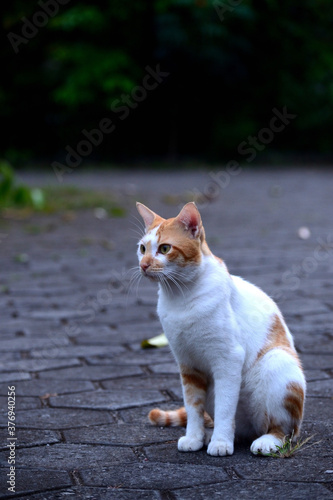 cute domestic cats the color are orange and white