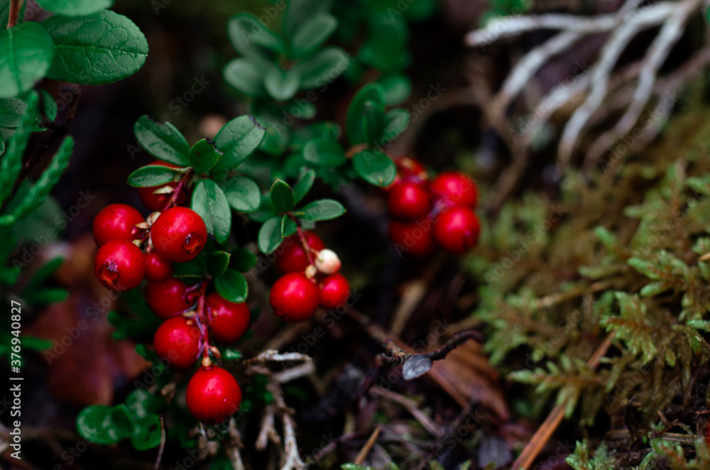 Red forest berry. Wild berry.