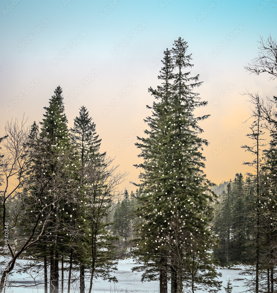Fototapeta premium Sunrise in pine tree forest with illuminated Christmas trees.