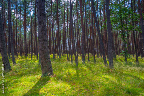 Green sunny summer forest with pine trees