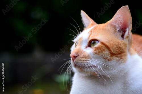 cute domestic cats the color are orange and white
