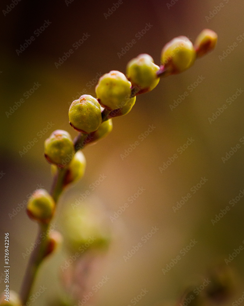 isolated yellow flower buds about to open isolated yellow flower buds about to open