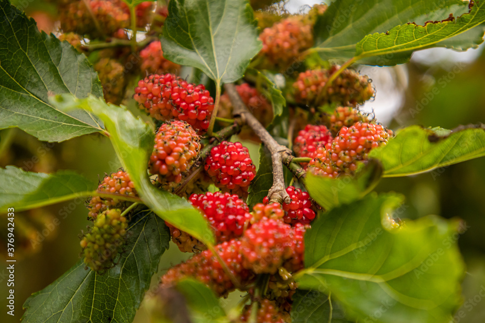 ripe raspberry on a bush ripe raspberry on a bush