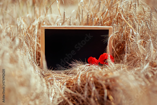 black empty chalkboard for school records stands in a field with ripe ears of...