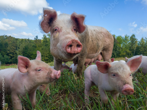 Bilde på lerret Sow watches the piglets in the meadow