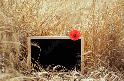 black empty chalkboard for school records stands in a field with ripe ears of...