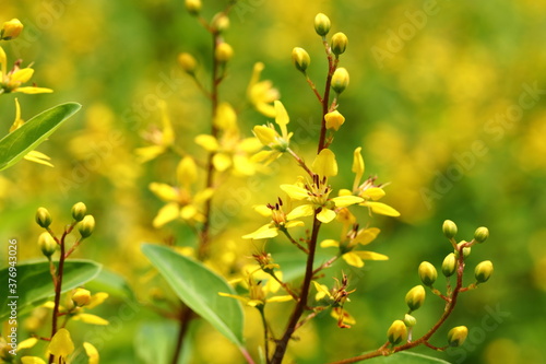 Closeup Golden thryallis flower in the garden