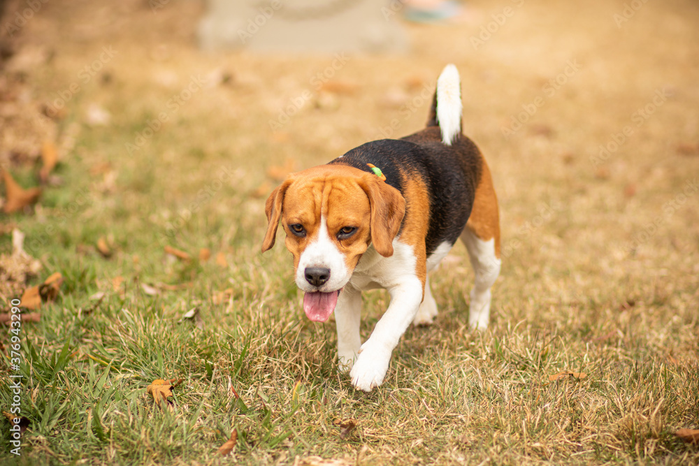 beagle walking