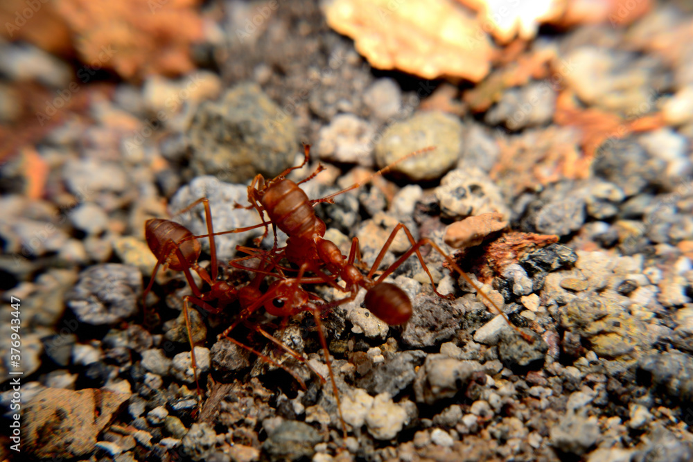 Weaver ants or green ants. Weaver ants live in trees and are known for their unique nest building behaviour where workers construct nests by weaving together leaves using larval silk Weaver ants or green ants. Weaver ants live in trees and are known for their unique nest building behaviour where workers construct nests by weaving together leaves using larval silk