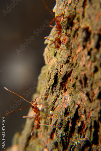 Weaver ants or green ants. Weaver ants live in trees and are known for their unique nest building behaviour where workers construct nests by weaving together leaves using larval silk © adityajati