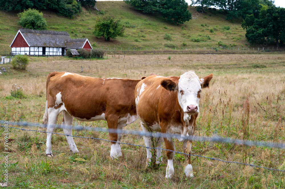Two brown and white cows in a pasture with an old half-timbered farm building in the background in Österlen, Sweden Two brown and white cows in a pasture with an old half-timbered farm building in the background in Österlen, Sweden