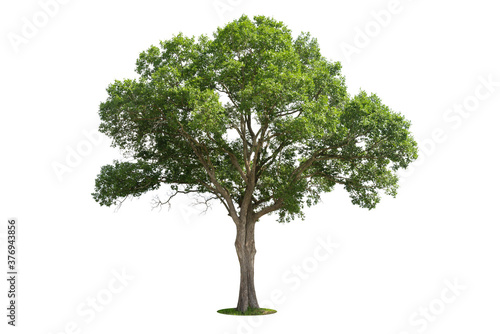 Trees isolated on white background, tropical trees isolated used for design, advertising and architecture.