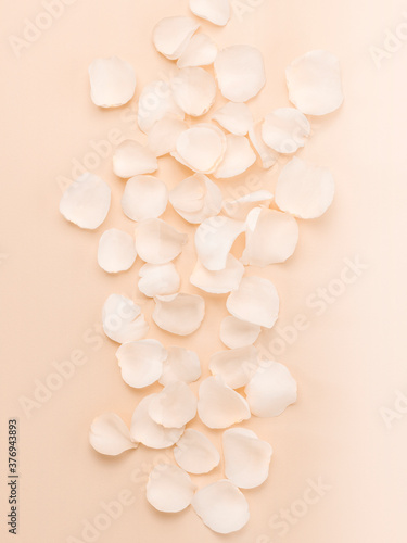 Close up of rose petals