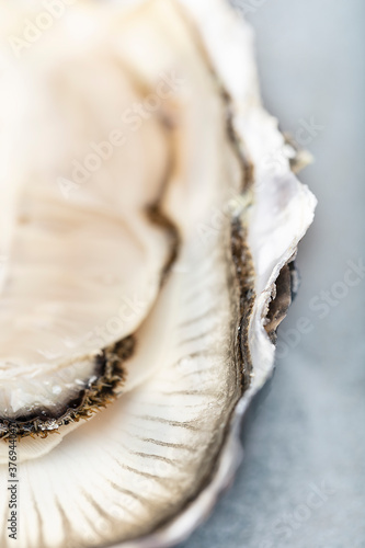 Close up of oyster