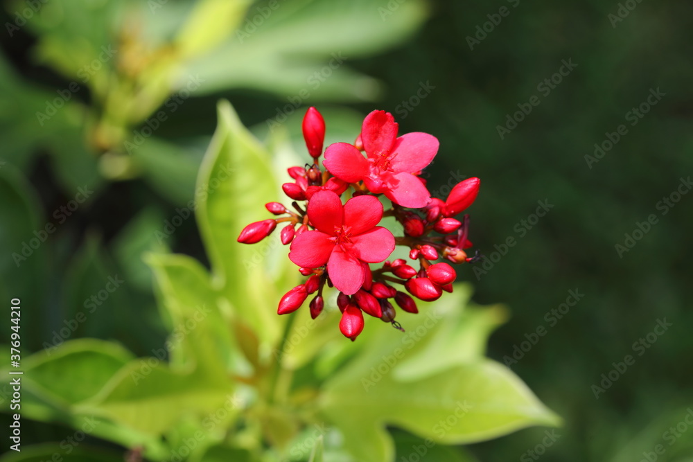 Closeup Jatropha integerrima flower in the garden Closeup Jatropha integerrima flower in the garden