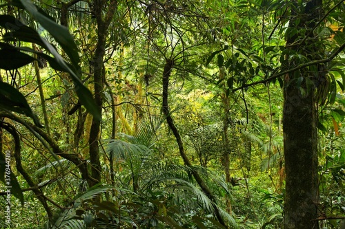 Brazil Mata Atlantica rainforest