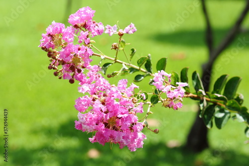 Closeup Crape myrtle flower in the park