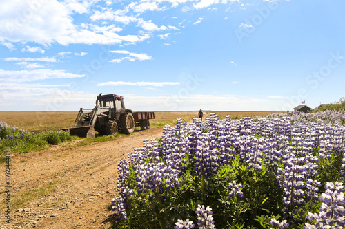 Tractor and Lupine
