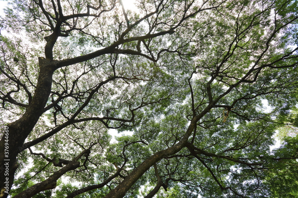 Sunlight shone through the sprawling branches of the big tree. Sunlight shone through the sprawling branches of the big tree.