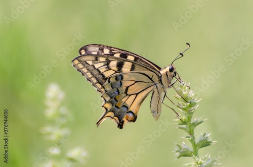 Close up of Machaon butterfly on flower with green background