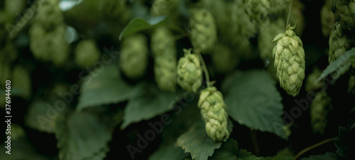 Hop cones on plantation, wide format. Black background. Ingredient for brewery.