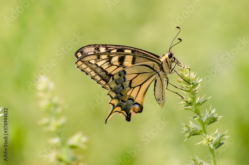 Close up of Machaon butterfly on flower with green background