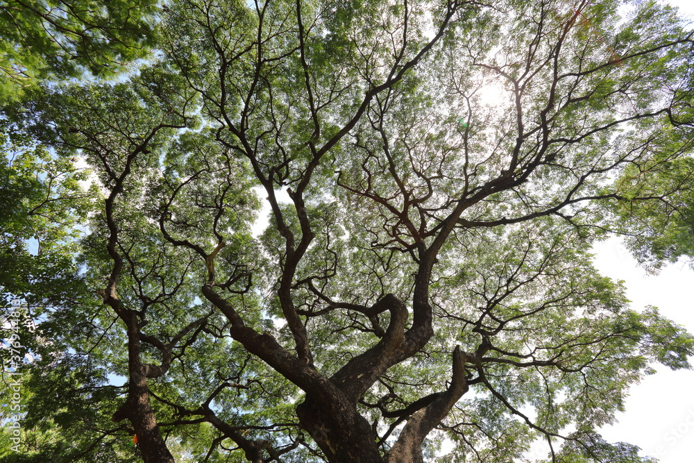 Sunlight shone through the sprawling branches of the big tree.