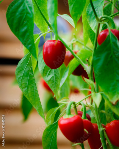 Mini  bell pepppers on the vine
