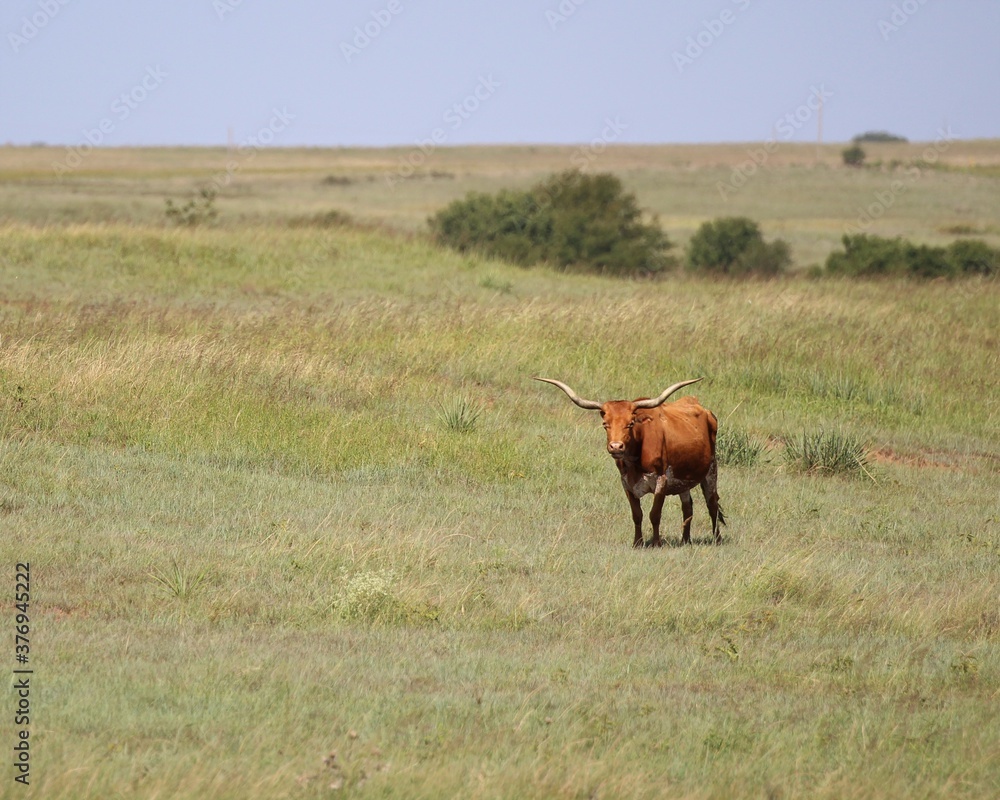 Naklejka premium Longhorn Cow in a Field in Northern Oklahoma