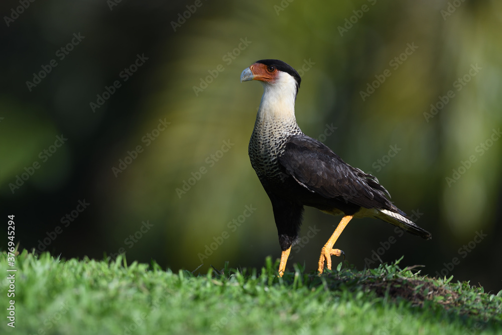 Crested Caracara is walking in grass Crested Caracara is walking in grass
