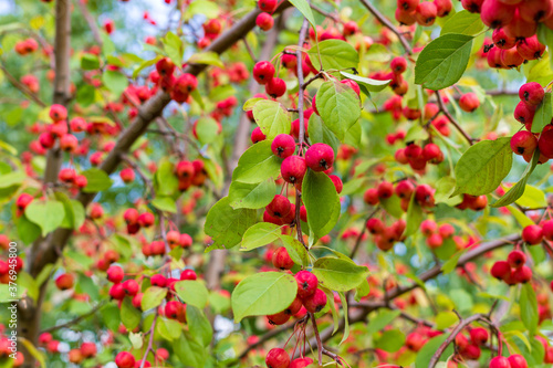 Ripe wild apples on the branches