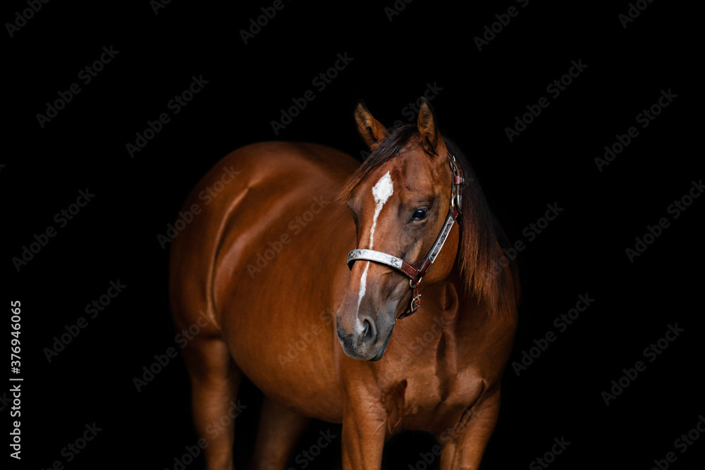 Obraz premium Bay Horse