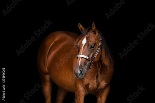 Bay Horse © Terri Cage 