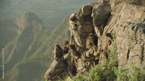 Gelada monkeys in mountains, Ethiopia