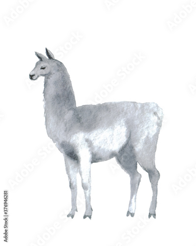 Watercolor llama on a white background. Cute fluffy llama. Illustration for posters, cards, T-shirt prints and your other ideas. Watercolor sketch with animal